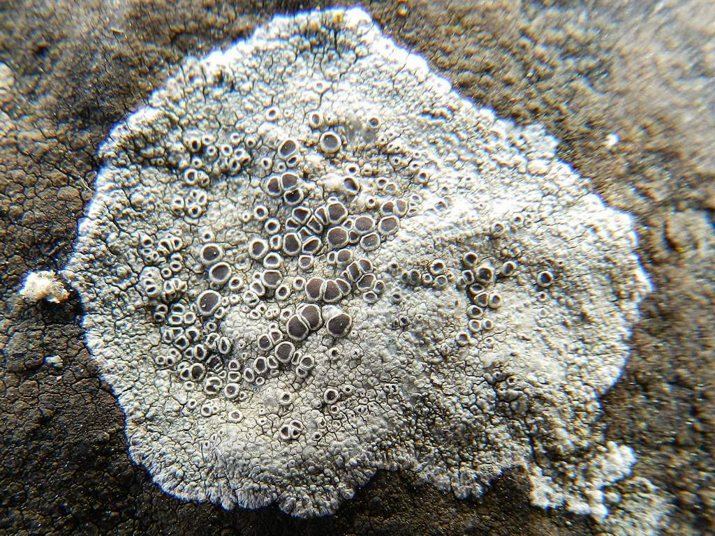 Lecanora da identificare